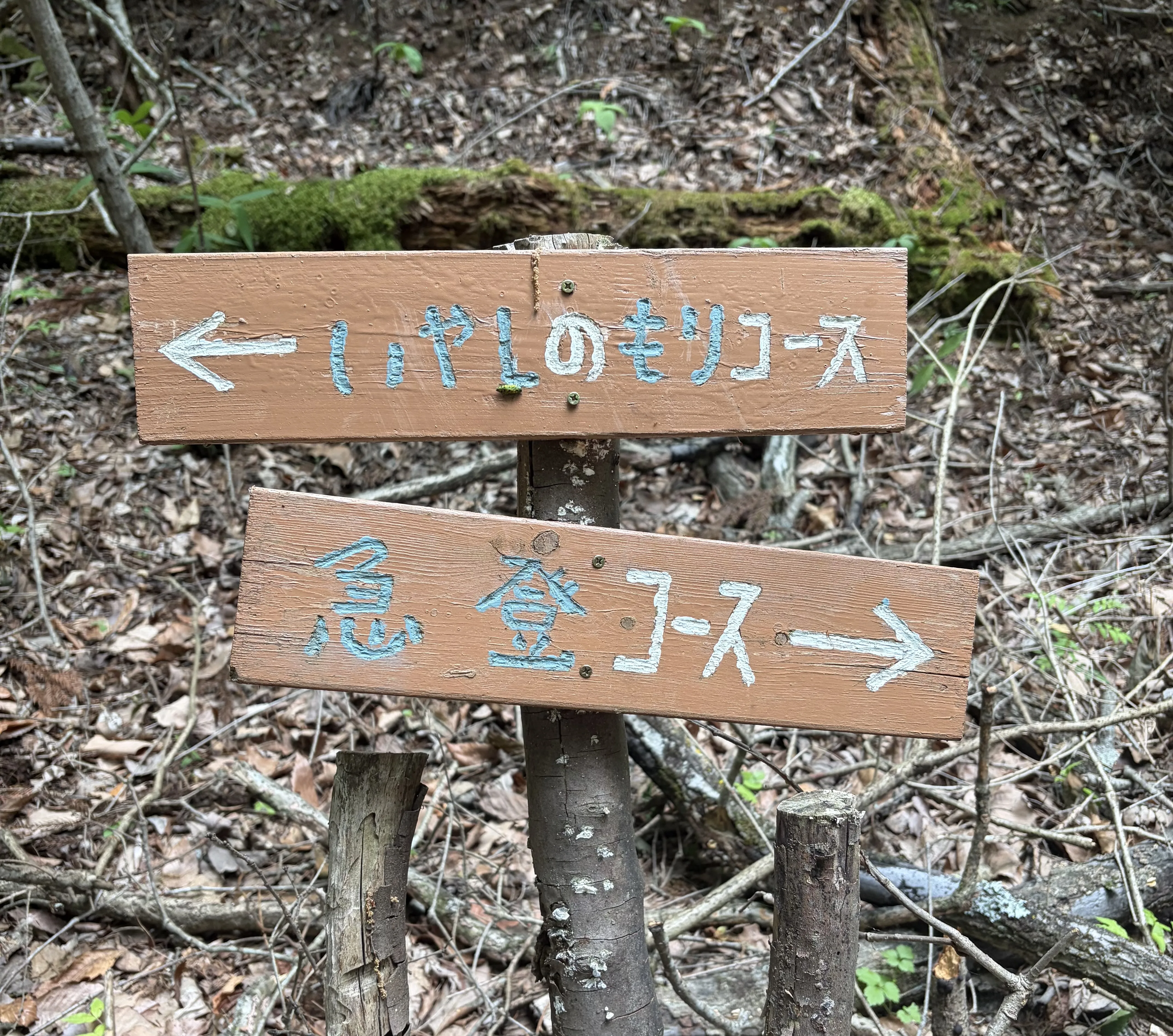 楽山球場隣の散策コース視察報告